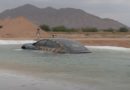 Shikoni se çfarë ndodh kur përpiqeni të vozisni një model Tesla S “nën 2 metra ujë”